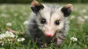 చనిపోయినట్లు నటించి శత్రువులను బురిడీ కొట్టిస్తాయి.. ఈ జంతువుల..