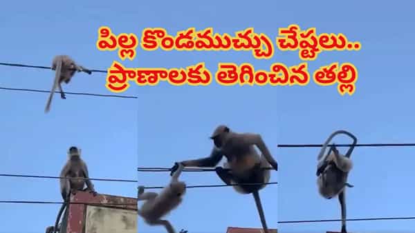 పిల్ల కొండముచ్చు ప్రాణాపాయంలో.. హై టెన్షన్ వైర్లను లెక్క చేయని తల్లి ఏం చేసిందో చూస్తే..