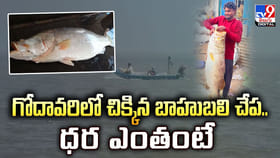 గోదావరిలో చిక్కిన బాహుబలి చేప.. ధర ఎంతంటే