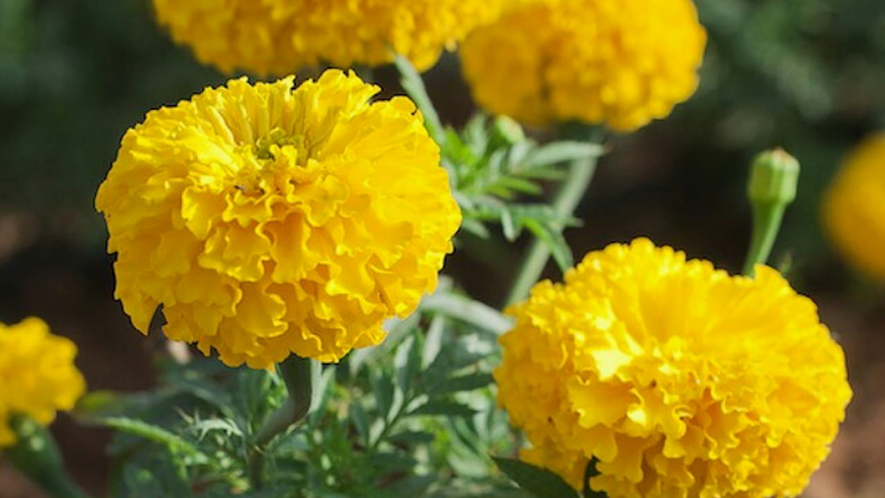 బంతి పూలు: అందరి ఇళ్లలో బంతిపూలు ఉంటాయి. బంతి పూల వాసన పాములు ఒకసారి పీల్చితే ఆ దరి దాపుల్లో కూడా ఉండవు. 
కాబట్టి, మీ ఇంట్లో బంతి పుల మొక్కను పెంచండి. దీనిలో ఉండే ఒక రసాయనం పాములను భయపెడుతుంది.
