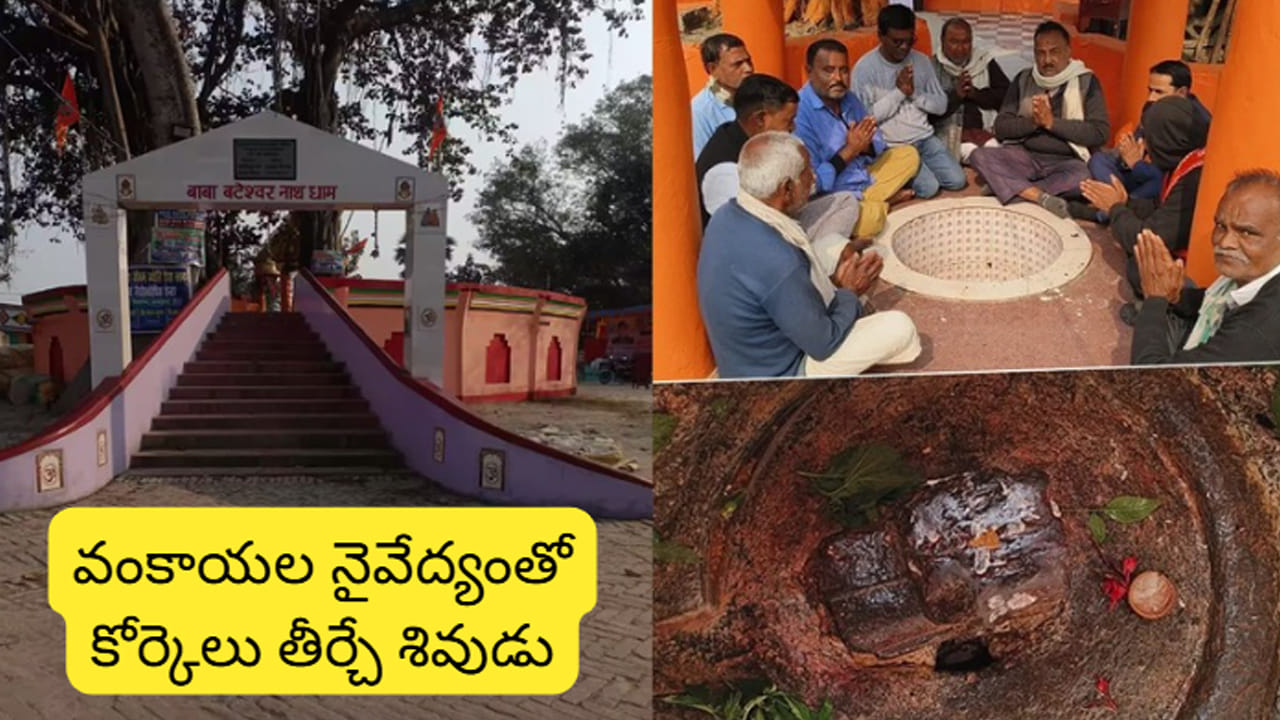 చెట్టు నుంచి ఉద్భవించిన శివ లింగం.. వంకాయలే నైవేద్యం..! ఎక్కడో తెలుసా..?