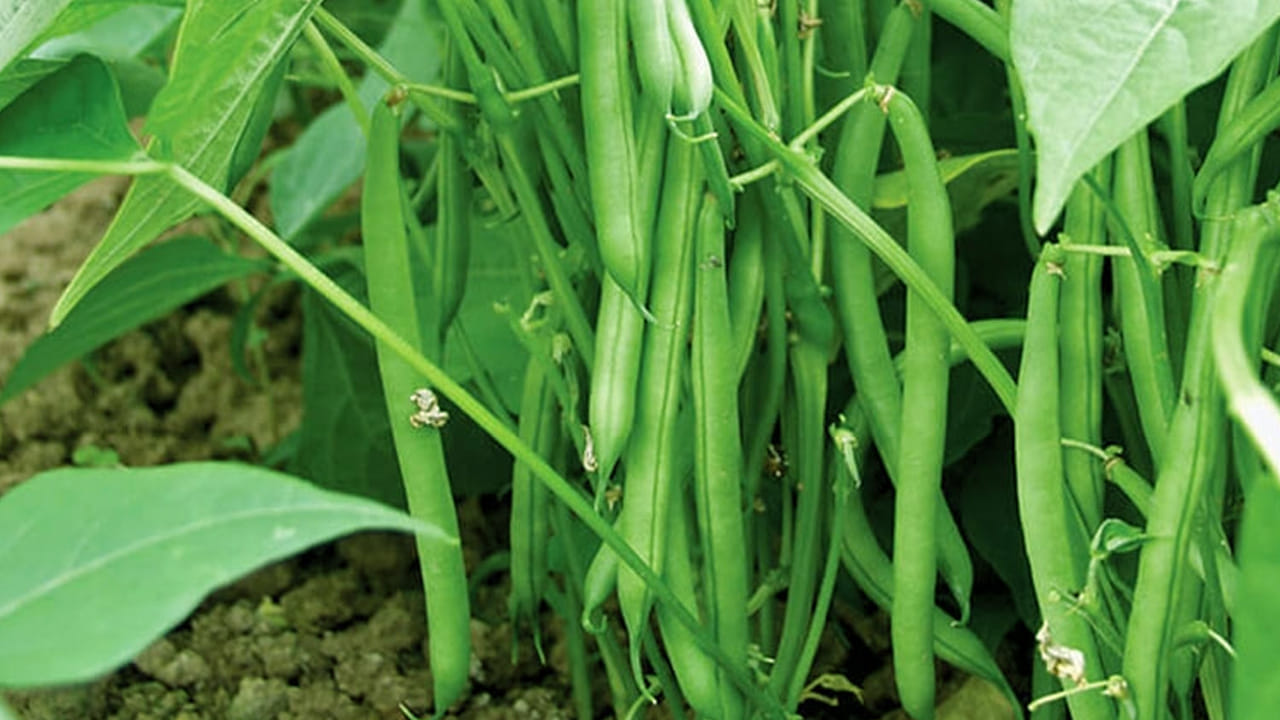 
మధుమేహం: బీన్స్ లో ఉండే గ్లైసెమిక్ ఇండెక్స్ బ్లడ్ లో షుగర్ లెవెల్స్ ను పెంచనివ్వవు. ఇంకా చెప్పాలంటే ఇది డయాబెటీస్ ఉన్నవారికి మంచి మెడిసిన్ అని చెప్పాలి. 