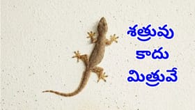 వార్నీ.. ఇంట్లో బల్లులు ఉండడం వల్ల ఇన్ని ప్రయోజనాలు ఉన్నాయా?