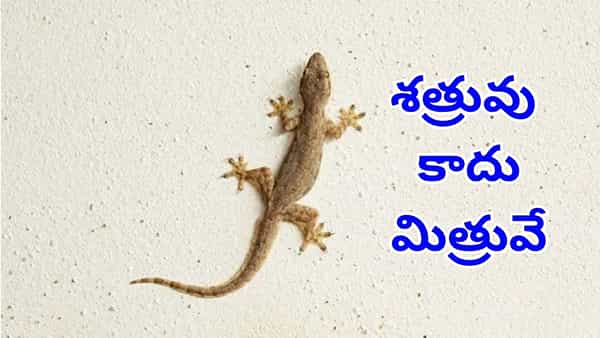 Lizards: వార్నీ.. ఇంట్లో బల్లులు ఉండడం వల్ల ఇన్ని ప్రయోజనాలు ఉన్నాయా? ఇది తెలీక ఇన్నాళ్లు..