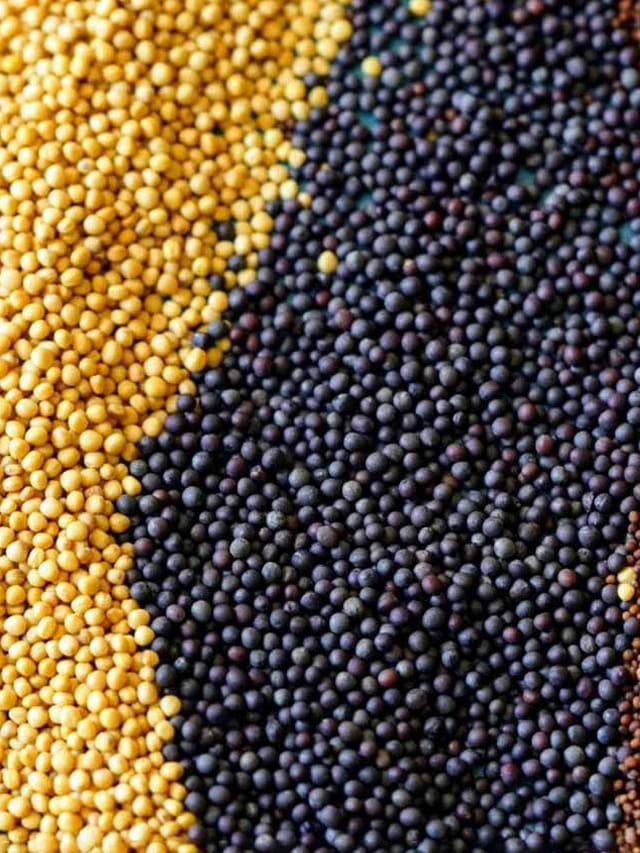 నల్ల ఆవాలు వర్సెస్ తెల్ల ఆవాలు.. తేడా తెలిస్తే..