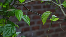 అంతర్‌ పంటగా దీనిని సాగు చేస్తే నెలనెల ఆదాయం.. ఎలా సాగు చేయాలి?