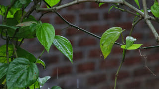 Silver: సెంచరీ కొట్టిన సిల్వర్‌..! ఆసక్తికర పోస్ట్‌ పెట్టిన రాబర్ట్‌ కియోసాకి