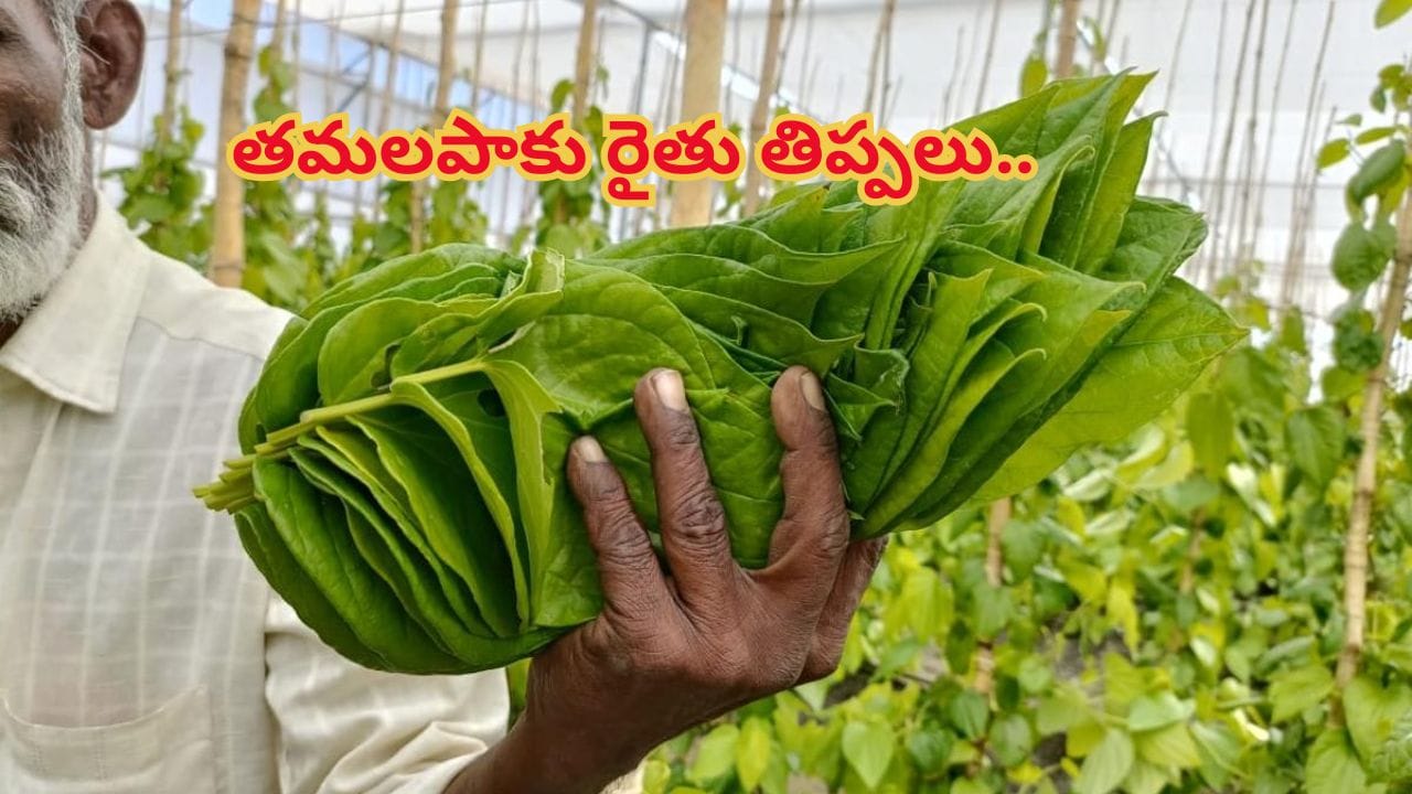 అమాంత పెరిగిన ధరలు.. అయినా రైతుకు తప్పని కష్టాలు..! ఏం జరుగుతోందంటే..