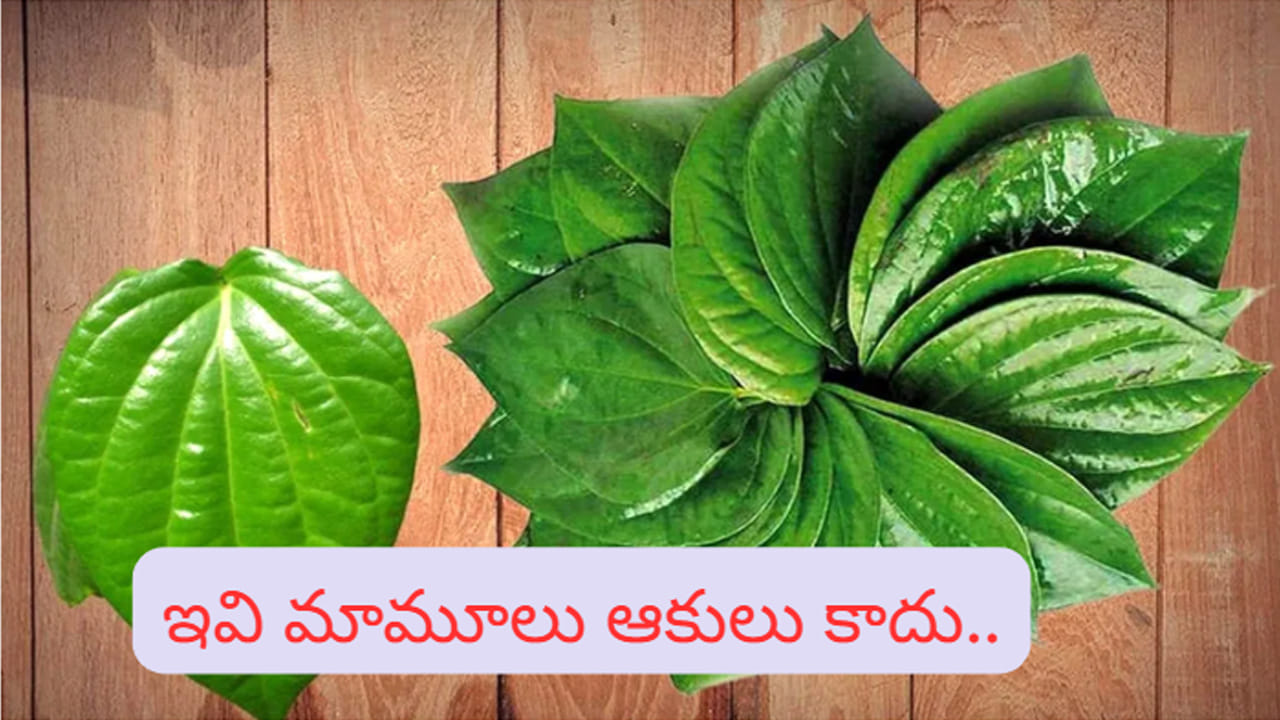 తమలపాకులతో ఎన్ని ఆరోగ్య ప్రయోజనాలో తెలుసా.? ఆ సమస్యకు రామ బాణమే..!