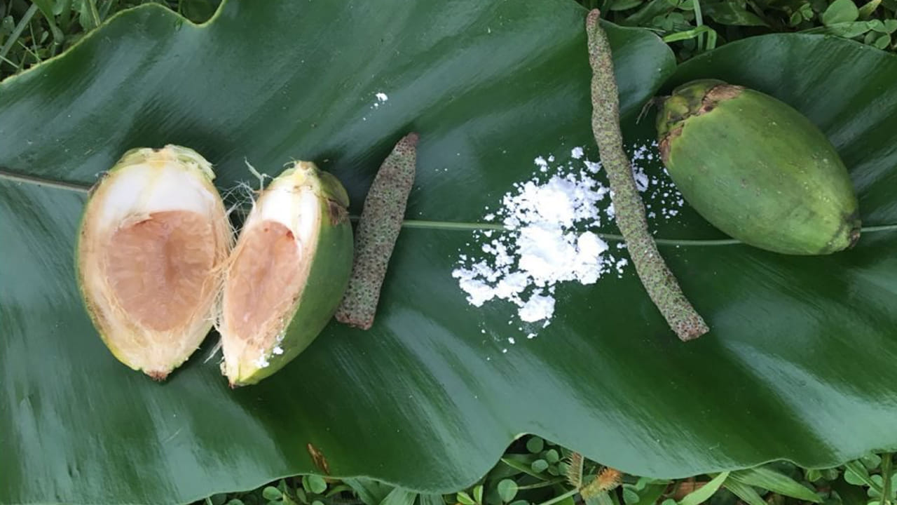 వక్కలో యాంటీ బాక్టీరియల్ లక్షణాలు కూడా ఉండటంతో చెడు బ్యాక్టీరియా తొలగి నోటీ దుర్వాసన పోతుంది. వక్కల్లోని రసాయనాలు ఆహారం బాగా అరిగేలా చేస్తాయి. ఫలితంగా, మలబద్ధకం కూడా పోతుంది.