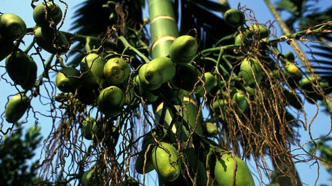 వక్కలను తినడంతో జీర్ణ వ్యవస్థ ఆరోగ్యంగా మారుతుంది. వక్కలను తరుచూ తీసుకుంటే అజీర్తి, మలబద్దకం వంటి సమస్యల నుంచి దూరంగా ఉండవచ్చు.