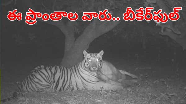 Tiger Sightings: ఆ ప్రాంతవాసులను వణికిస్తున్న పెద్దపులి సంచారం.. బీకేర్ఫుల్.. కంట పడ్డారో..