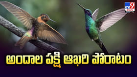 అందాల పక్షి ఆఖరి పోరాటం.. అంతరించిపోతున్న జాతి