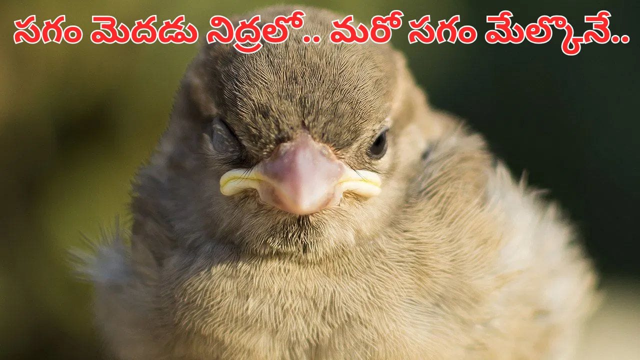 పక్షులు ఒక కన్ను తెరిచి ఎందుకు నిద్రపోతాయి.. దీని వెనుక ఉన్న సైన్స్ తెలిస్తే అవాక్కే..