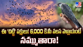 ఈ 'చిట్టి' పక్షులు !! 6,000 కి.మీ వలస వెళ్లాయంటే నమ్ముతారా