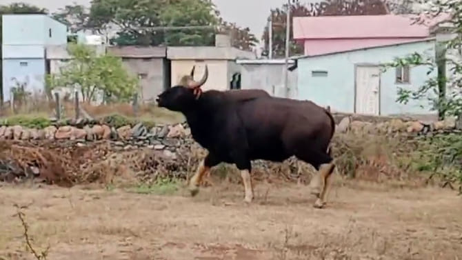 అడవి నుంచి దారి తప్పి జనావాసాల్లోకి అరుదైన అతిథి..