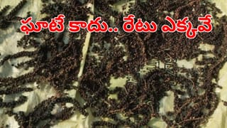 Manyam District: కాఫీ తోటలో దీన్ని అంతర పంటగా వేశాడు.. ఇంకేముందే డబ్బులే డబ్బులు..