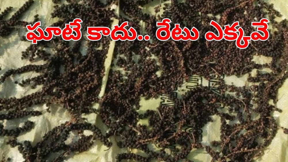 Manyam District: కాఫీ తోటలో దీన్ని అంతర పంటగా వేశాడు.. ఇంకేముందే డబ్బులే డబ్బులు..