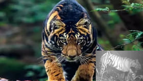 50 ఏళ్ల తర్వాత కెమెరాకు చిక్కిన అరుదైన బ్లాక్ టైగర్.. ఎక్కడంటే..?