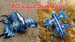 అమ్మాయిలకు పింక్ కలర్ అంటే ఎందుకు ఇష్టమో తెలుసా..? అసలు విషయం ఇదేనట..