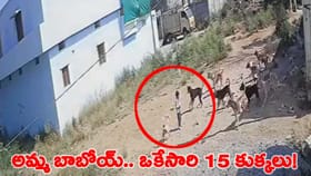 మూడేళ్ల బాలుడిపై 15 కుక్కలు మూకుమ్మడిగా దాడి..!