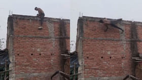 Viral Video: వీడు గత జన్మలో బల్లినో, తొండనో అయి ఉంటాడు...