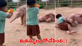 గున్న ఏనుగు నటనకు జనం ఫిదా..