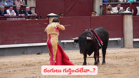 ఎద్దులకు ఎరుపు రంగును చూస్తే కోపం వస్తుందా? షాకింగ్ ఫ్యాక్ట్ ఇదే!