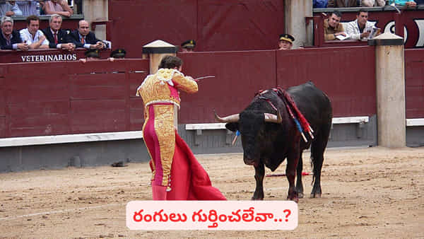 Bulls and red color myth: ఎద్దులకు ఎరుపు రంగును చూస్తే కోపం వస్తుందా..? షాకింగ్ ఫ్యాక్ట్ ఇదే..!