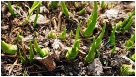 మతిపోగొట్టే బిజినెస్‌ ఐడియా.. వీటిని సాగు చేస్తే ఇంత లాభమా?