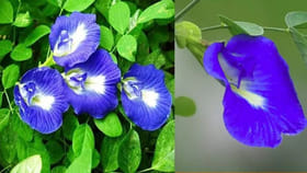 శంఖు పూలు.. సాగు చేశారో లక్షల ఆదాయం!