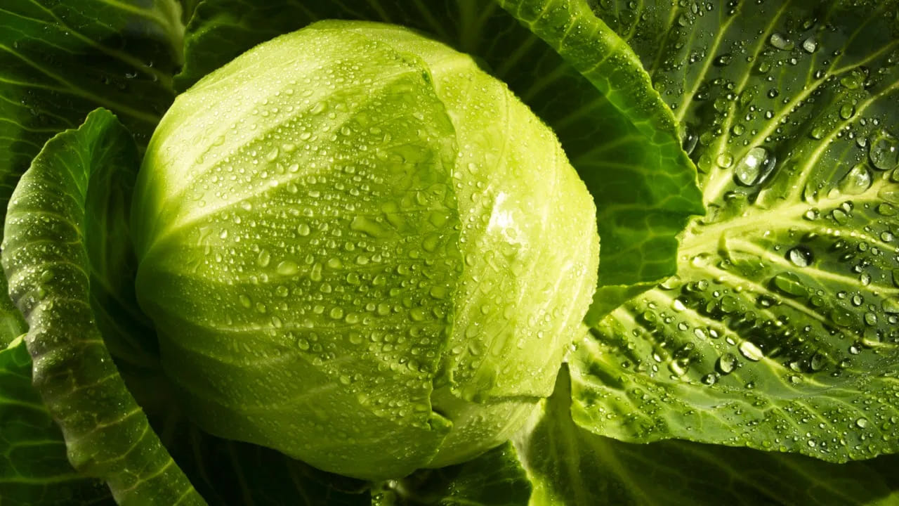 క్యాబేజీ ఒక క్రూసిఫెరస్ కూరగాయ. ఇందులో గాయిట్రోజెన్స్ అనే పదార్థాలు ఉంటాయి. ఈ పదార్థాలు శరీరంలో అయోడిన్ శోషణకు ఆటంకం కలిగిస్తాయి. ఇది థైరాయిడ్ గ్రంథి పనితీరును ప్రభావితం చేస్తుంది. ముఖ్యంగా హైపోథైరాయిడిజం ఉన్నవారు పచ్చి క్యాబేజీని తినకుండా ఉండాలి.