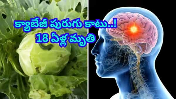 బాబోయ్ క్యాబేజీ తిని 18 ఏళ్ల యువతి మృతి..! మెదడుపై ఎలా దాడి చేస్తుందంటే..