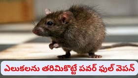 ఇలా చేస్తే ఇంట్లో ఒక్క ఎలుక కూడా ఉండదు.. దెబ్బకు పారిపోవాల్సిందే!
