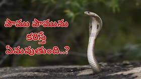 పామును మరో పాము కరిస్తే ఏమవుతుంది..? అవి చనిపోతాయా లేక బతుకుతాయా