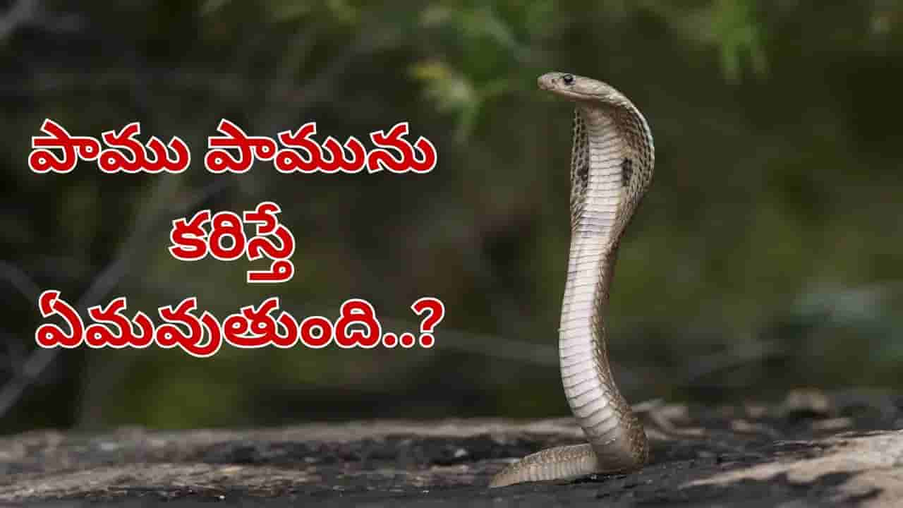 Snake: పామును మరో పాము కరిస్తే ఏమవుతుంది..? అవి చనిపోతాయా లేక బతుకుతాయా..