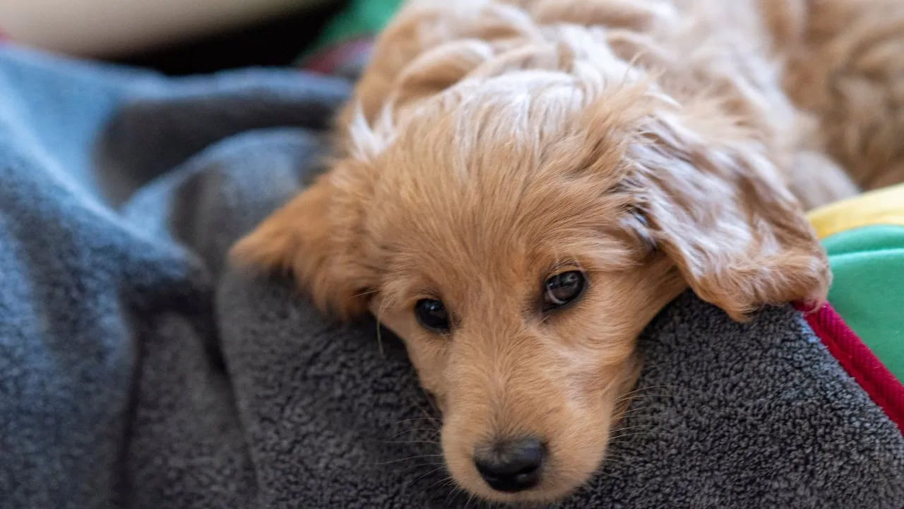 Telangana: కారు టైర్ల కింద నలిగిపోయిన కుక్కపిల్ల.. క్రూరంగా చంపేసిన కిరాతకుడు.. అసలేం జరిగిందంటే..?