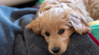 Telangana: కారు టైర్ల కింద నలిగిపోయిన కుక్కపిల్ల.. క్రూరంగా చంపేసిన కిరాతకుడు.. అసలేం జరిగిందంటే..?