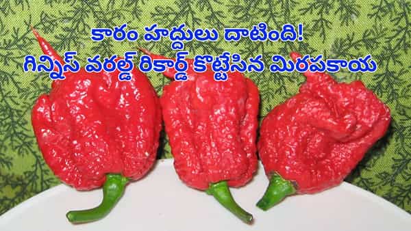 ఓరీ దేవుడో.. ఈ మిరపకాయ తిన్నారంటే ఖతమే..! గిన్నిస్ రికార్డ్ సృష్టించిన మహా కారం! 🌶️