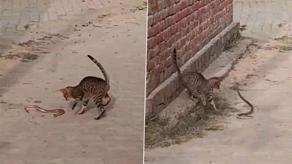 Viral Video: ఎలుక కోసం పిల్లి-పాము భయంకరమైన ఫైటింగ్... చివరికి ఏం జరిగిందో చూడండి..!