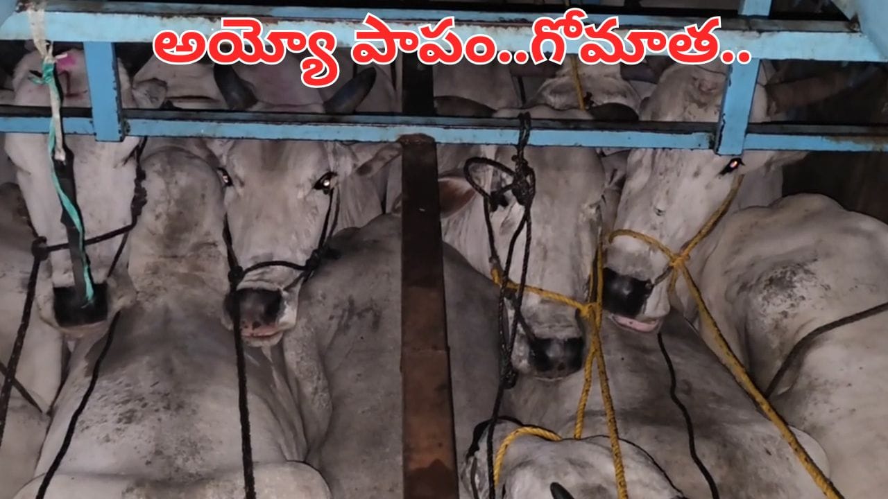 Andhra Pradesh: అయ్యో పాపం.. విలవిలలాడిన గోమాతలు.. కంటైనర్లలో కుక్కి దారుణంగా..