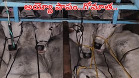 అయ్యో పాపం.. విలవిలలాడిన గోమాతలు.. కంటైనర్లలో కుక్కి దారుణంగా..