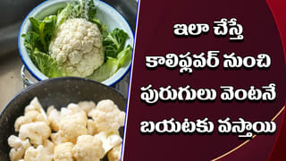 Health Tips: కిడ్నీల్లో రాళ్లను పిప్పి పిప్పి చేసే దివ్యౌషధం.. ఈ ఆకు లాభాలు తెలిస్తే అస్సలు వదిలిపెట్టారు..