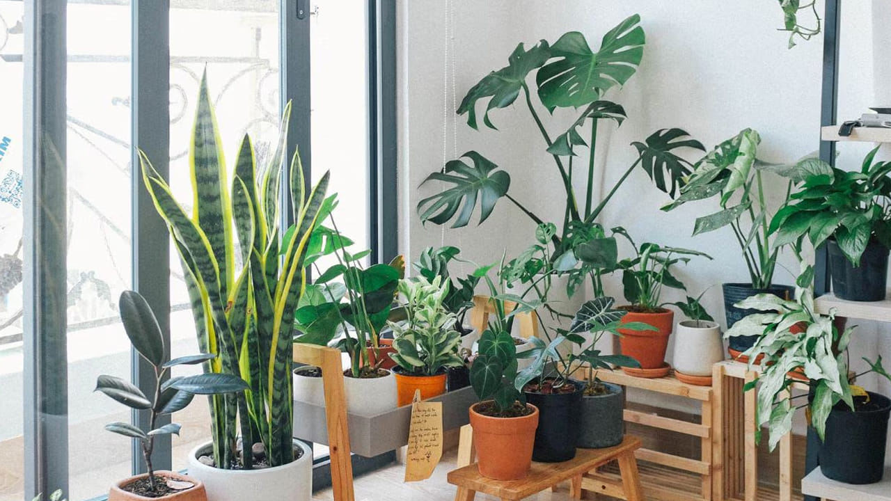 అదే విధంగా ఇంటిలో శాంతి, శ్రేయస్సు నెలకొని, లక్ష్మీదేవి మీ ఇంటికి రావాలి అంటే, తప్పకుండా ఇంటిలో పచ్చని చెట్లు ఉండాలని చెబుతున్నారు ఆరోగ్య నిపుణులు. ఏ ఇంటిలో అయితే ఎక్కువ మొత్తంలో పచ్చని చెట్లు ఉంటాయో, ఆ ఇంట్లో నిత్యం ఆనందకర వాతావరణం ఉంటుందంట. అలాగే ఇది ఇంటి శ్రేయస్సును రెట్టింపు చేస్తుందని చెబుతున్నారు పండితులు.