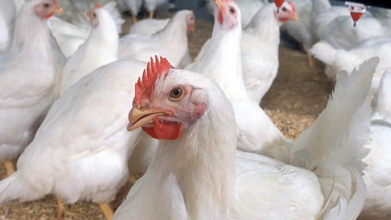 Chicken Prices: నాన్ వెజ్ ప్రియులకు బ్యాడ్‌న్యూస్.. మళ్లీ పెరిగిన చికెన్, కోడిగుడ్ల ధరలు.. ఇప్పుడు ఎంతంటే..?