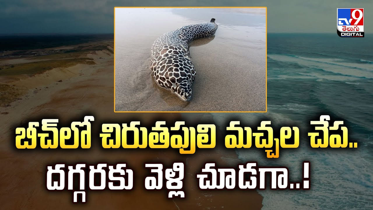 బీచ్‌లో చిరుతపులి మచ్చల చేప.. దగ్గరకు వెళ్లి చూడగా