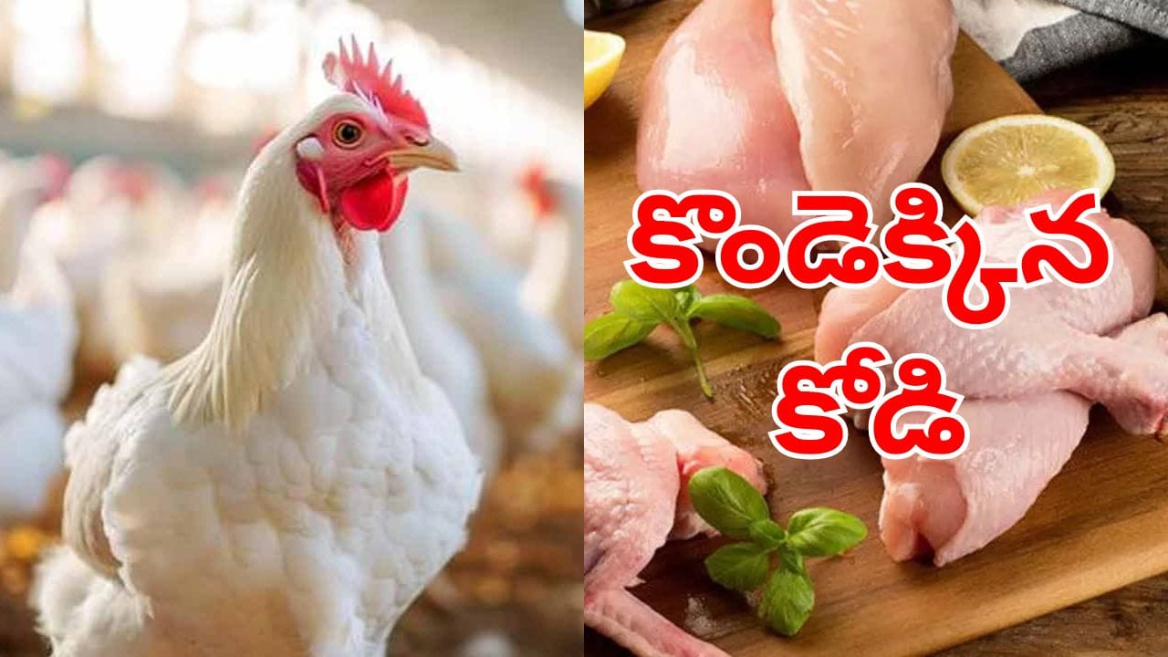 Chicken Price: నాన్‌వెజ్ లవర్స్‌కు గుండెపగిలే వార్త.. భారీగా పెరిగిన చికెన్ ధర.. కేజీ ఎంతటే?