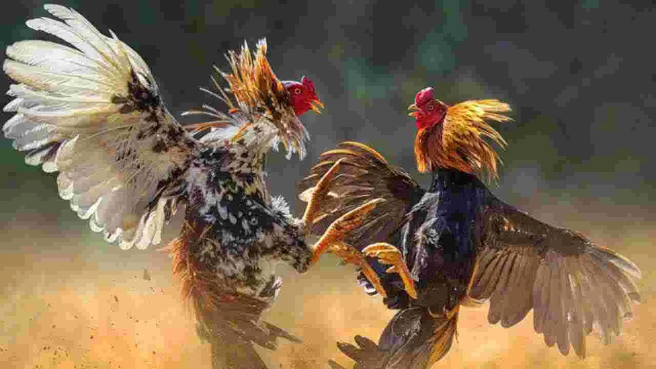 Chicken Prices: ఒక్కో కోడి ధర రూ.8 వేలు.. కొనేందుకు జనం బారులు.. ఎందుకంటే..?