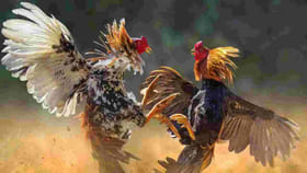 ఏపీలో అక్కడ కేజీ చికెన్ రూ.2 వేలు.. కారణం ఏంటంటే..?