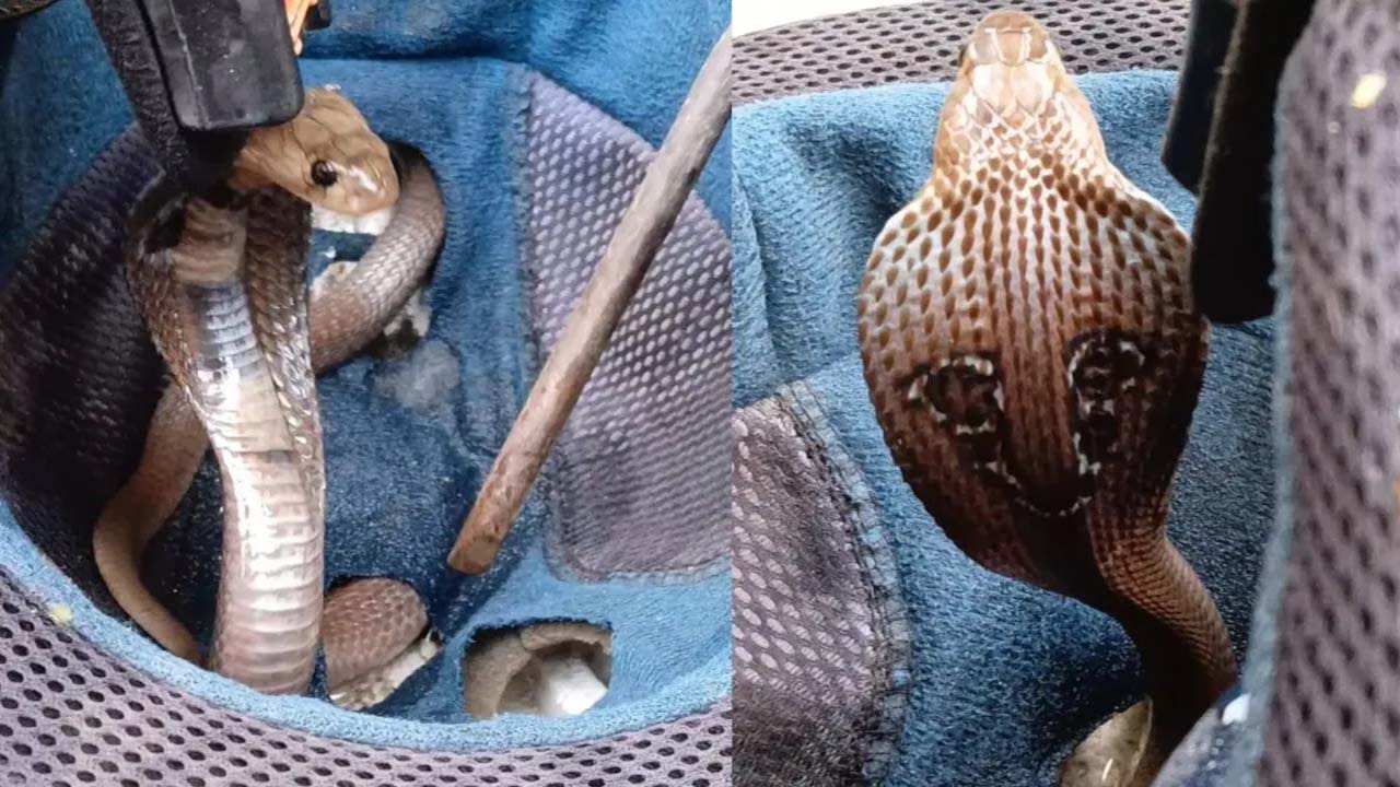 Viral Video: హెల్మెట్ పెట్టుకుంటుండగా వింత శబ్దాలు.. తీసి చూస్తే.. ఒళ్లు గగుర్పాటుకు గురి చేసే సీన్!